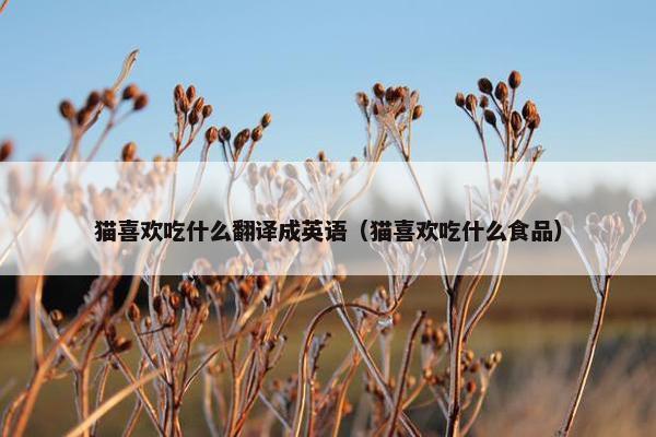 猫喜欢吃什么翻译成英语（猫喜欢吃什么食品）