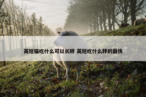 英短猫吃什么可以长胖 英短吃什么胖的最快