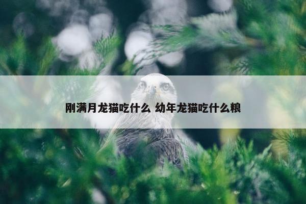 刚满月龙猫吃什么 幼年龙猫吃什么粮