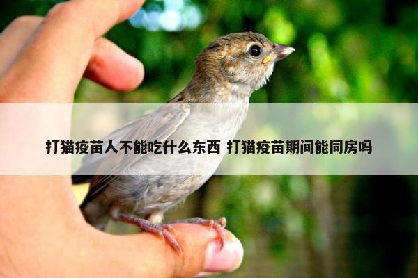 打猫疫苗人不能吃什么东西 打猫疫苗期间能同房吗