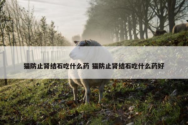 猫防止肾结石吃什么药 猫防止肾结石吃什么药好