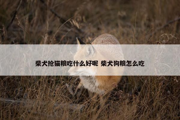 柴犬抢猫粮吃什么好呢 柴犬狗粮怎么吃