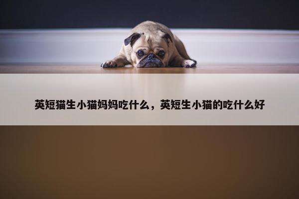 英短猫生小猫妈妈吃什么，英短生小猫的吃什么好