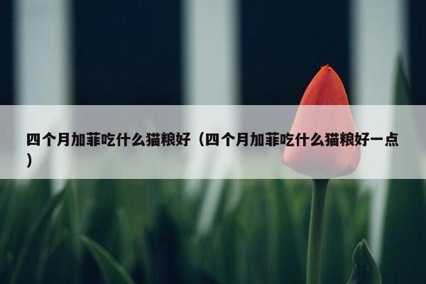 四个月加菲吃什么猫粮好（四个月加菲吃什么猫粮好一点）