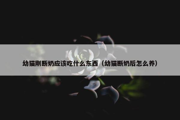 幼猫刚断奶应该吃什么东西（幼猫断奶后怎么养）