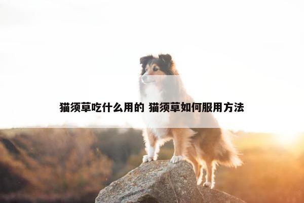 猫须草吃什么用的 猫须草如何服用方法