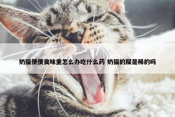 奶猫便便臭味重怎么办吃什么药 奶猫的屎是稀的吗