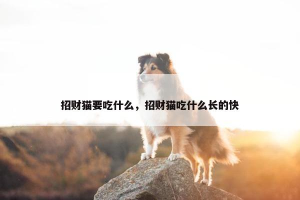 招财猫要吃什么，招财猫吃什么长的快