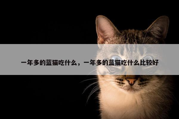 一年多的蓝猫吃什么，一年多的蓝猫吃什么比较好