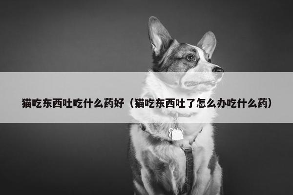 猫吃东西吐吃什么药好（猫吃东西吐了怎么办吃什么药）