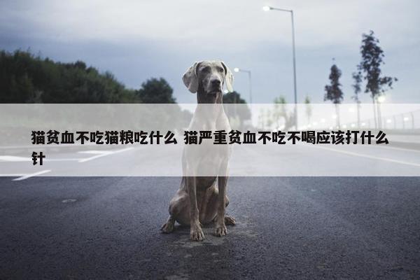 猫贫血不吃猫粮吃什么 猫严重贫血不吃不喝应该打什么针