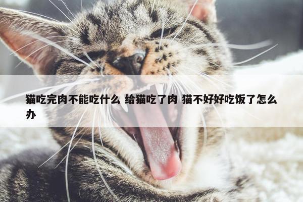 猫吃完肉不能吃什么 给猫吃了肉 猫不好好吃饭了怎么办