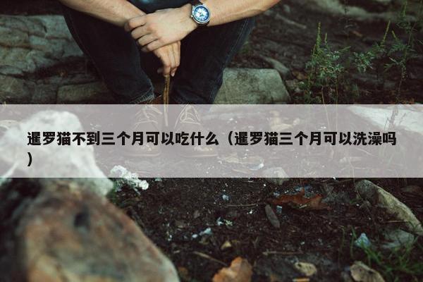 暹罗猫不到三个月可以吃什么（暹罗猫三个月可以洗澡吗）