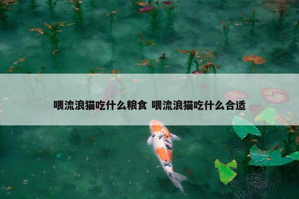 喂流浪猫吃什么粮食 喂流浪猫吃什么合适