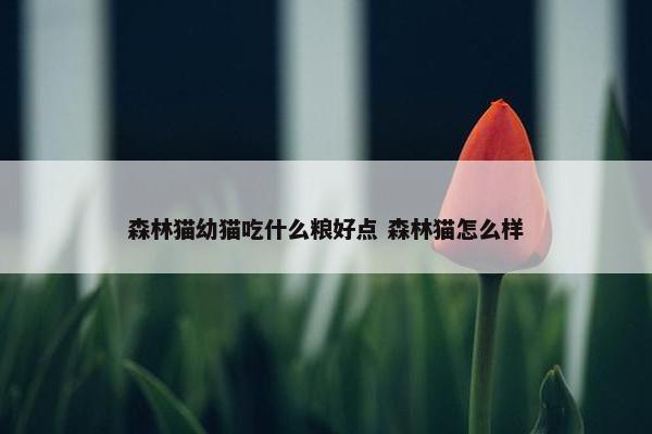 森林猫幼猫吃什么粮好点 森林猫怎么样