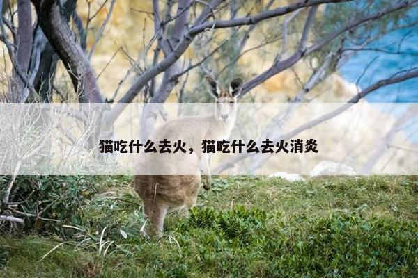 猫吃什么去火，猫吃什么去火消炎