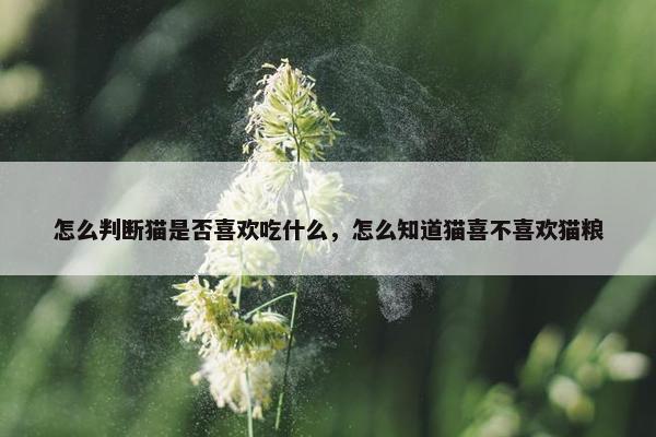 怎么判断猫是否喜欢吃什么，怎么知道猫喜不喜欢猫粮