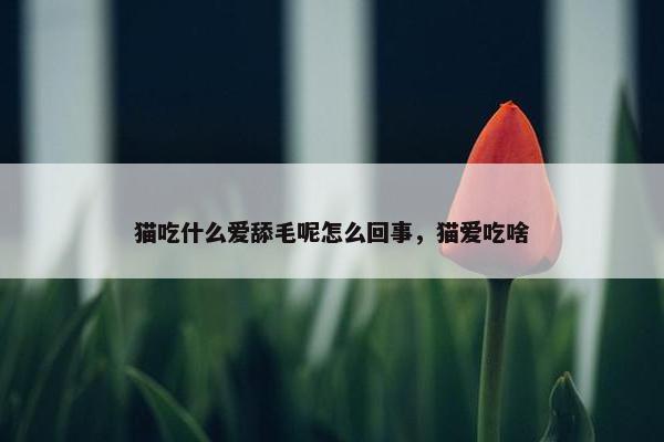 猫吃什么爱舔毛呢怎么回事，猫爱吃啥