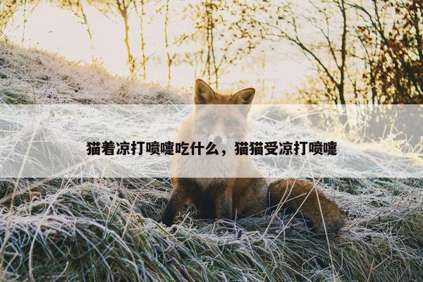 猫着凉打喷嚏吃什么，猫猫受凉打喷嚏