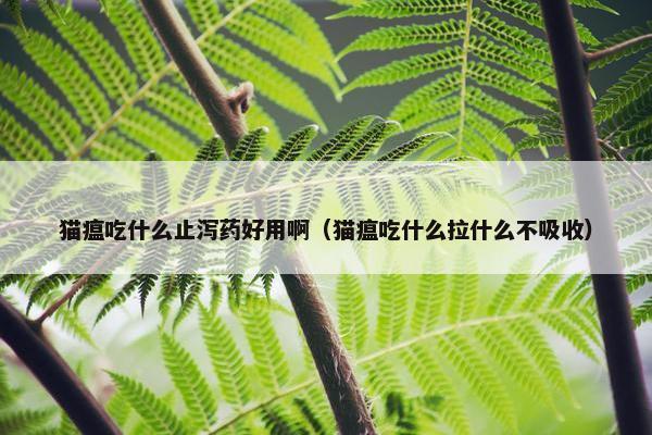 猫瘟吃什么止泻药好用啊（猫瘟吃什么拉什么不吸收）