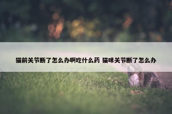 猫前关节断了怎么办啊吃什么药 猫咪关节断了怎么办