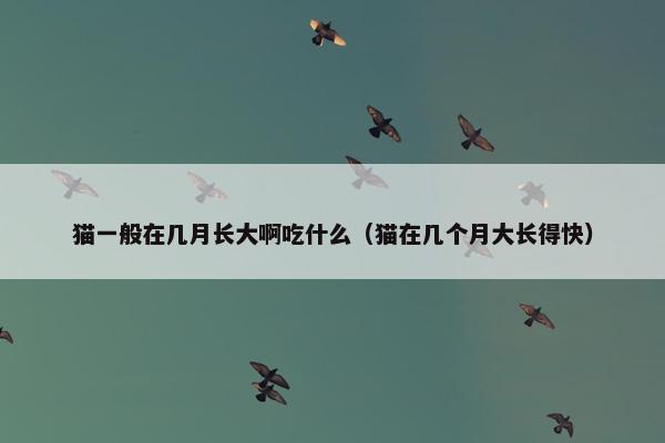 猫一般在几月长大啊吃什么（猫在几个月大长得快）