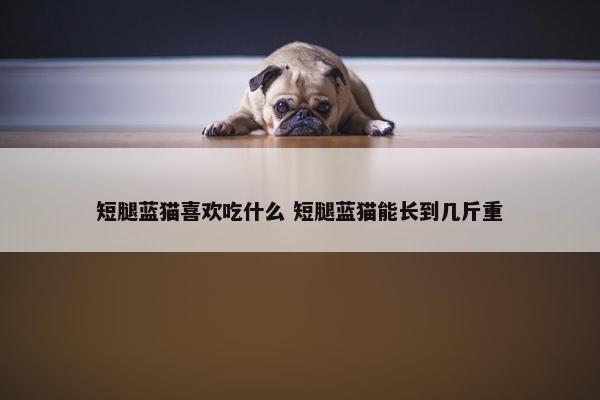 短腿蓝猫喜欢吃什么 短腿蓝猫能长到几斤重