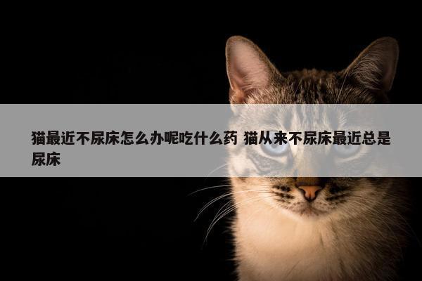 猫最近不尿床怎么办呢吃什么药 猫从来不尿床最近总是尿床