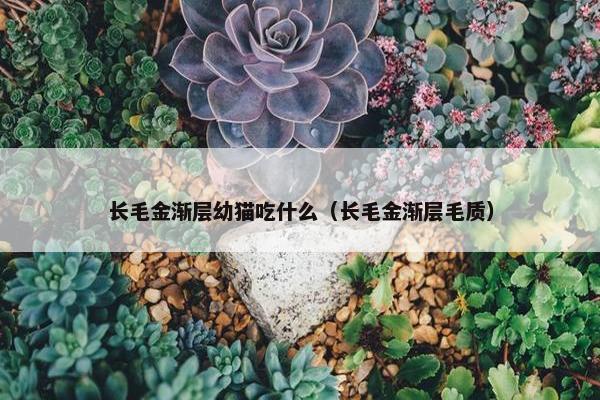 长毛金渐层幼猫吃什么（长毛金渐层毛质）