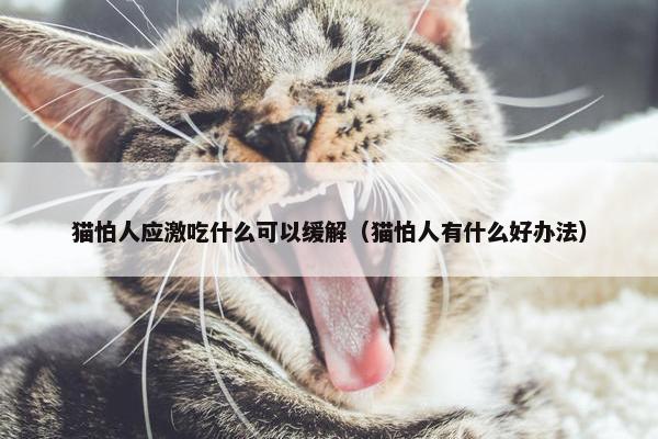 猫怕人应激吃什么可以缓解（猫怕人有什么好办法）