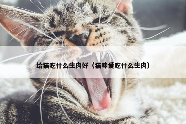 给猫吃什么生肉好（猫咪爱吃什么生肉）