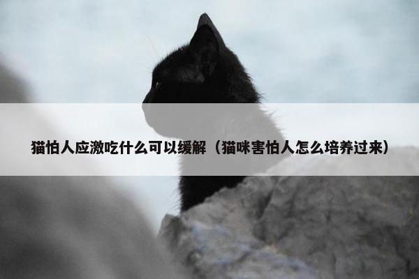 猫怕人应激吃什么可以缓解（猫咪害怕人怎么培养过来）