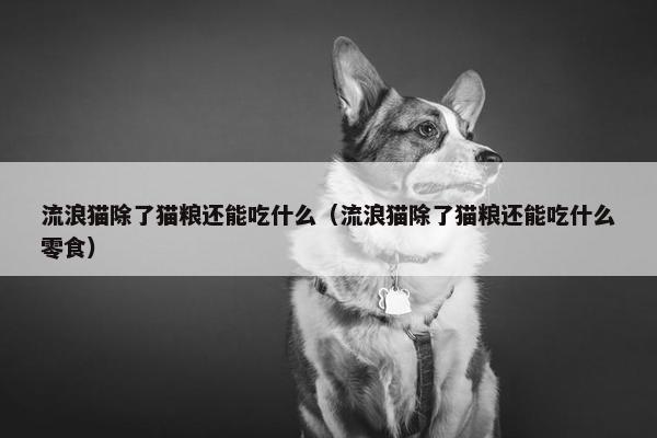 流浪猫除了猫粮还能吃什么（流浪猫除了猫粮还能吃什么零食）