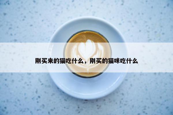 刚买来的猫吃什么，刚买的猫咪吃什么