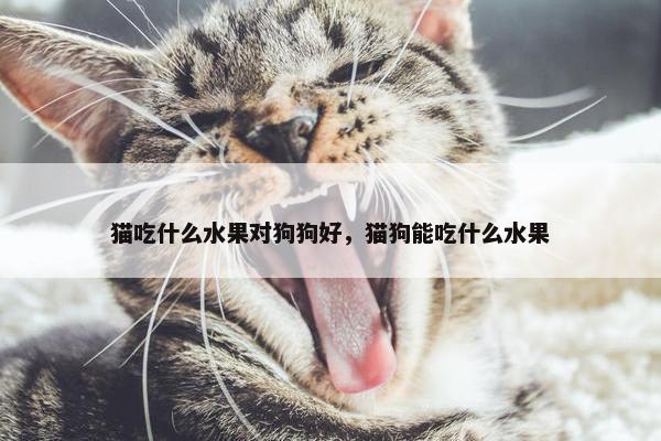 猫吃什么水果对狗狗好，猫狗能吃什么水果