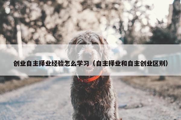 创业自主择业经验怎么学习（自主择业和自主创业区别）