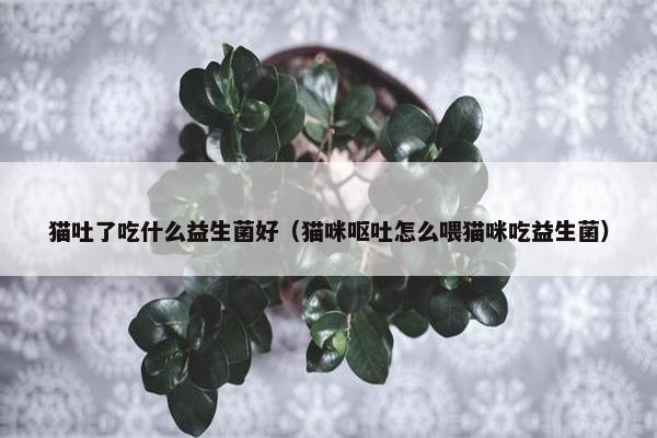 猫吐了吃什么益生菌好（猫咪呕吐怎么喂猫咪吃益生菌）