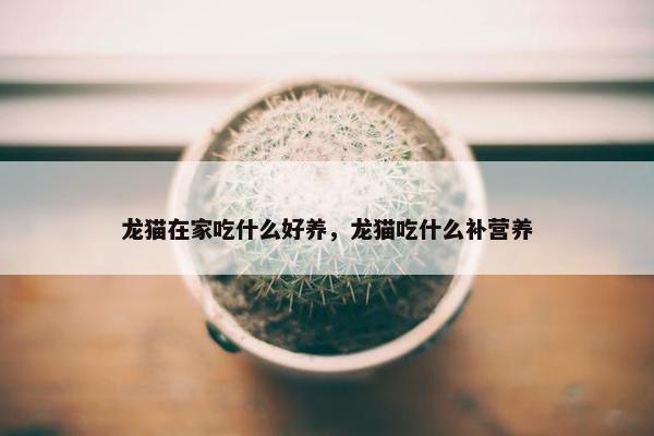 龙猫在家吃什么好养，龙猫吃什么补营养