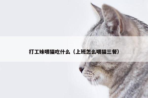 打工妹喂猫吃什么（上班怎么喂猫三餐）