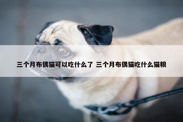 三个月布偶猫可以吃什么了 三个月布偶猫吃什么猫粮