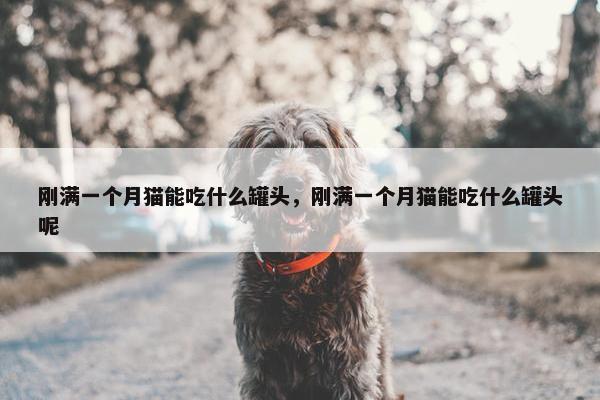 刚满一个月猫能吃什么罐头，刚满一个月猫能吃什么罐头呢