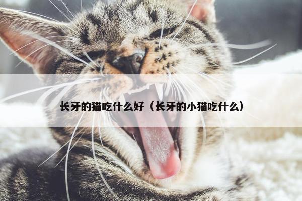 长牙的猫吃什么好（长牙的小猫吃什么）