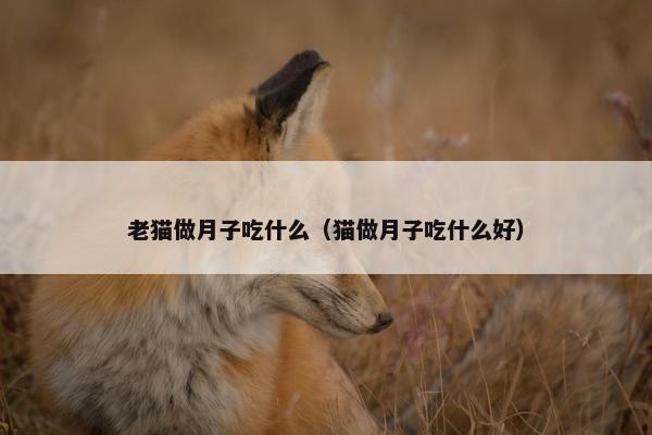 老猫做月子吃什么（猫做月子吃什么好）