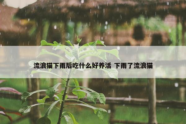 流浪猫下雨后吃什么好养活 下雨了流浪猫