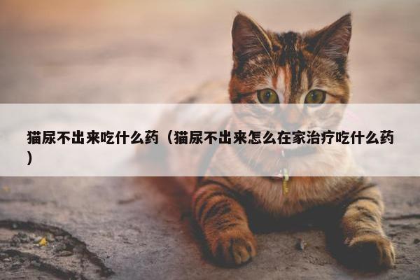 猫尿不出来吃什么药（猫尿不出来怎么在家治疗吃什么药）