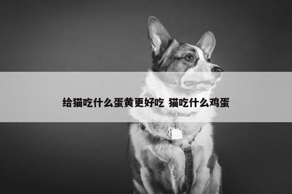 给猫吃什么蛋黄更好吃 猫吃什么鸡蛋