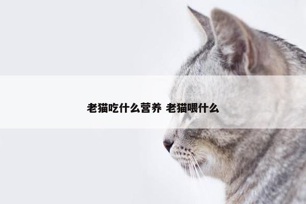 老猫吃什么营养 老猫喂什么