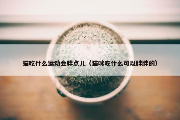 猫吃什么运动会胖点儿（猫咪吃什么可以胖胖的）