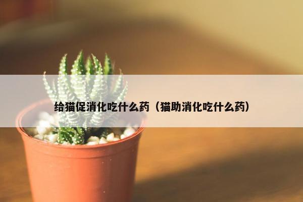 给猫促消化吃什么药（猫助消化吃什么药）