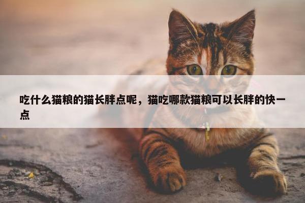 吃什么猫粮的猫长胖点呢，猫吃哪款猫粮可以长胖的快一点